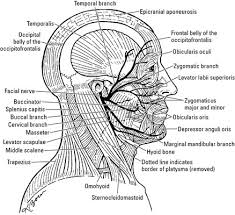 Overview diagram of the muscles of the face. Muscles Of The Face Dummies