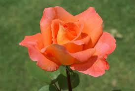 Huge collection, amazing choice, 100+ million high quality, affordable rf and rm images. Ambassador Rose Hybrid Tea Reddish Apricot To Creamy Yellow Zone 5 Fragrant