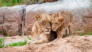 The lions compete in the national football league as a member. Partnering To Protect The Lion S Share Fund Mars Incorporated