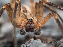 Zoropsis spinimana is a spider species, belonging to the family zoropsidae. 017 Krauseljagdspinne Zoropsis Spinimana Spinne Springende Spinne
