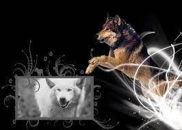 See more ideas about wolf, wolf pictures, wolf spirit. Wolf Wallpaper By Sasinko On Deviantart