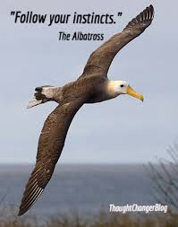 The Albatross Gets A Bad Rap The Oft Used Reference To The Bird Is A Metaphor For Carrying A Heavy Burden This Fill In The Nature Birds Sea Birds Pet Birds