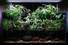 A Few Planted Ripariums Orchid Board Most Complete Orchid Forum On The Web Aquatic Plants Aquaponics Aquarium Indoor Water Garden