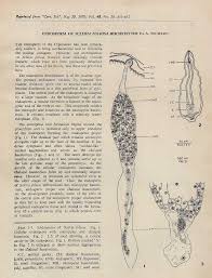 Image result for Scleria foliosa