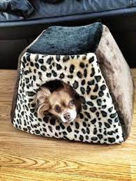 Group Chihuahuas Best Dog Breed Ever Panosundaki Pin