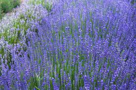 Butterfly bush butterfly flowers summer flowers butterfly feeder small flowers perennial bushes flowering bushes butterfly garden plants plants best 6 perennial bushes to attract butterflies | gardener's path. 10 Recommended Shrubs With Blue Or Lavender Flowers