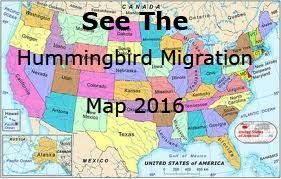 See Our State By State Hummingbird Migration Table Listing