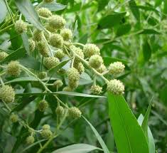 Image result for Conocarpus erectus
