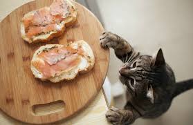 Cats tend to drink very little—most cats do not drink enough water—and can be fussy about how water is offered. Purchase Cats And Human Food Up To 72 Off
