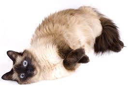 She is only 5 months old and has changed my life! Siamese Breeders Australia Siamese Info Kittens