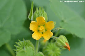 Image result for Abutilon grantii