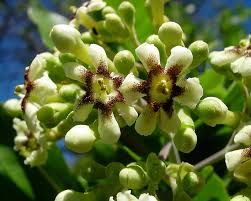 Image result for Schrebera