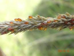 Image result for Sporobolus welwitschii