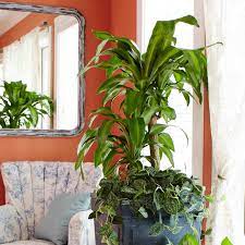 Indoor plants is an oxymoron. 10 Best Low Light Houseplants Costa Farms