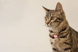 Ok with that out of the way, you can see what i think from the forum i previously asked was a bengal cat forum and…i don't know what they were about. Rule Thirds Photo Gray Tabby Cat Bengal Cat Pets Baby Piqsels
