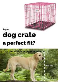 So she was in the 42 crate from around 4.5 months which was fine as she had plenty of room to spread out and sleep and i then sold the 36 crate when she was 6 months old. Dog Cage For Labrador Cheap Buy Online