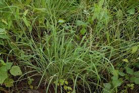 Image result for Tetrapogon tenellus
