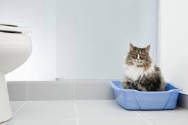 2018 Yilinda Satin Almak Icin En Iyi 7 Kedi Litre