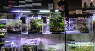 This goldfish aquascape setup is a perfect example: Cara Membuat Aquascape Murah Yang Bisa Dilakukan Sendiri Di Rumah