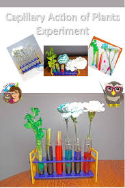 Food Coloring Reveals Capillary Action Of Plants Science Experiments Kids Kid Experiments Plant Experiments