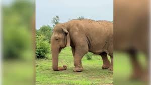 Nevvy cakes leak she started sucking and deep throating my