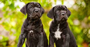 American bully puppies for sale in crestview, fl, shipping/delivery available for additional prices depending on location, prices vary females are $3,000 to $5,000, males are. Cane Corso Vs American Bully Breed Comparison Mydogbreeds