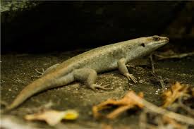 Image result for Hilsenbergia