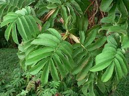 Image result for Hagenia abyssinica