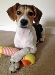 Black And White Dachshund Beagle Mix Phoebe The Beagle Mix Beagle Mix Puppies Beagle Mix Dogs