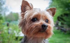 5 Dunyanin En Kucuk Kopekleri Turleri Ortamnedio Yorkshireterrier Yorkshire Terrier Teriyer Pitbull