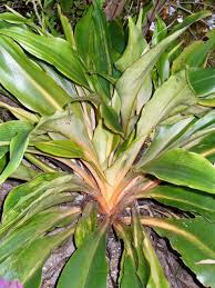 Image result for Chlorophytum angustissimum