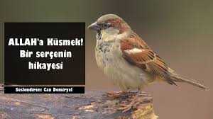 Allah A Kusen Bir Sercenin Hikayesi Buyuk Ibret Can Demiryel Youtube Allah Amber Cicegi Instagram