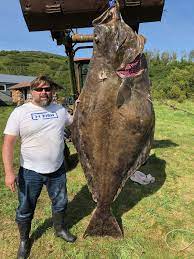 The feed on anchovies, small fishes, crustaceans, squid and mollusks. Now I Know Why They Shoot Them Texas Fisherman Lands 8 Foot Halibut Near Kodiak Island Anchorage Daily News