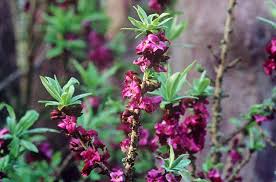 Image result for Daphne mezereum