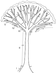 Image result for Nephrangis filiformis
