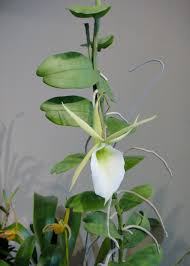 Image result for Angraecum infundibulare