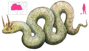 Image result for Strabomantis cerastes