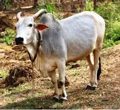 The brahman breed originated from bos indicus cattle originally brought from india. Top 10 High Demanding Milk Producing Cattle Breeds In India