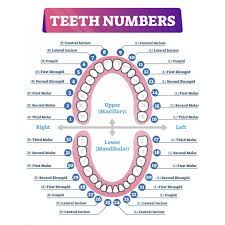 20 primary teeth erupt through the age of 6 months and are shed at some point in childhood. Tooth Number Chart To Identify Primary Teeth Eruption Charts