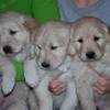 Read more about this dog breed on our siberian a file containing photos and relevant information of the sire and dam and puppies can be provided at request. 1