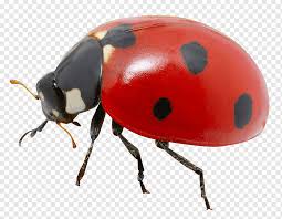 Macro Graphy Of Red Ladybird Beetle Ladybird Ladybug Insects Desktop Wallpaper Product Design Png Pngwing Insect ladybird icon, ladybug png. macro graphy of red ladybird beetle