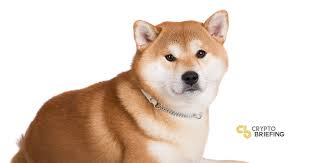 The most actual price for one shiba inu shib is $0.000036. Zoomer Erhohen Dogecoin In Der Viralen Tiktok Pumpe Um 20