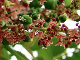 Image result for Phyllanthus confusus