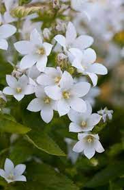 Milky Bellflower White Pouffe Beautiful Flowers Pictures Flower Pictures Flower Images