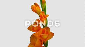 Time Lapse Of Opening Orange Gladiolus Flower 3k With Alpha Channel Stock Footage Ad Orange Gladiolus Opening Time Gladiolus Gladiolus Flower Alpha Channel