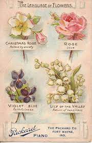 Twitter Language Of Flowers Flower Meanings Raindrops And Roses
