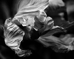 Black And White Abstract Photography Abstract Flower Black And White Photography Black And By Lmlphoto 30 00 Black And White Photography Portraits Black And White Flowers White Photography