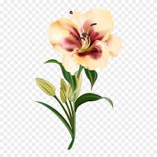 Beautiful flower drawings flower line drawings flower drawing tutorials flower sketches floral drawing. Clipart Download Amaryllis Drawing Realistic Flower Drawing Realistic Png Download 569279 Pinclipart