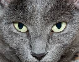 Russian blues are intelligent, loving, and loyal cats while preserving their independent streak. Eyes Of Russian Blue Cat Burmese Cat Stock Photo Picture And Royalty Free Image Image 10343934