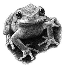 Creative Focus Today Its Frogs Rana Disegno Schizzi Disegni